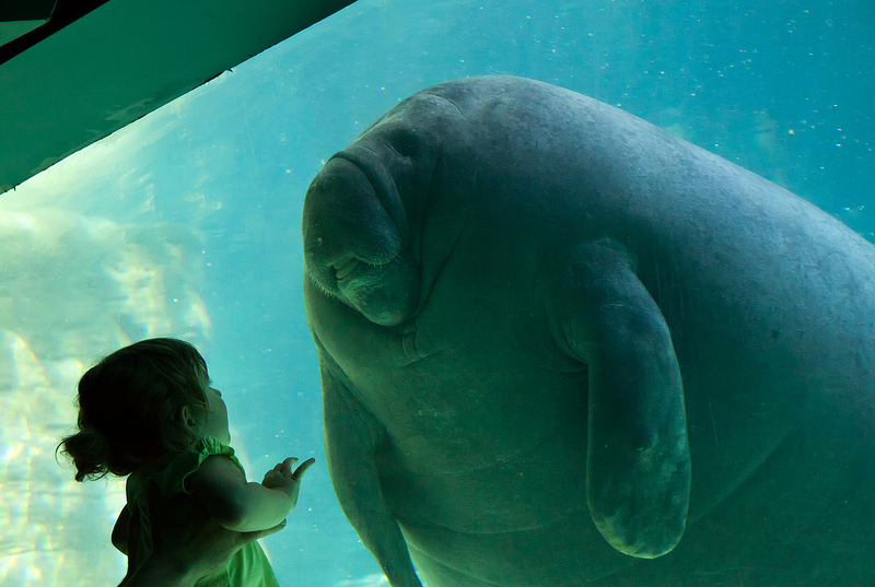 manatee-baby.jpg