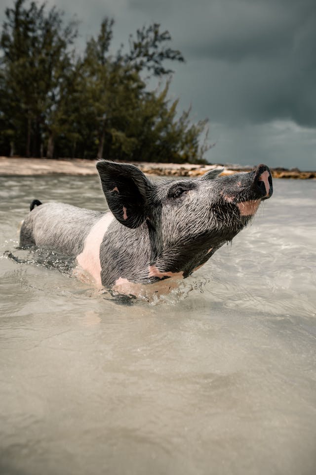 Bahamas Pigs At The Beach