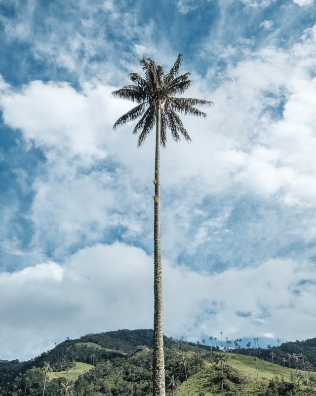 Wax Palm Tree Cocora Valley Colombia