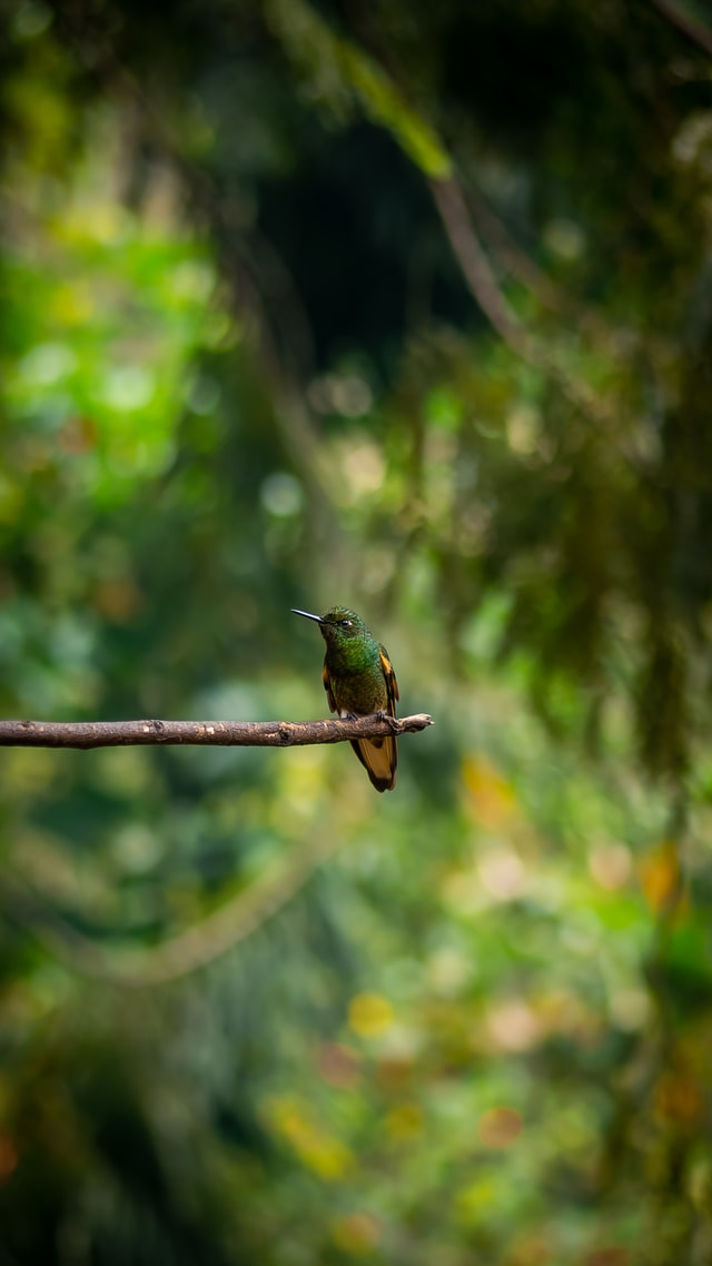 hummingbird cocora valley colombia