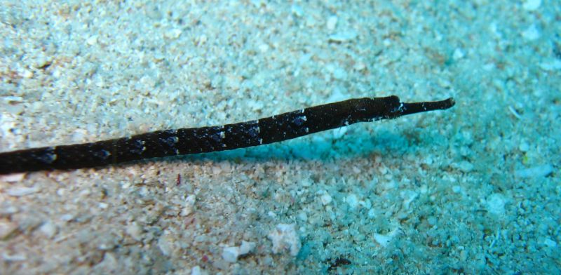 pipe-fish00