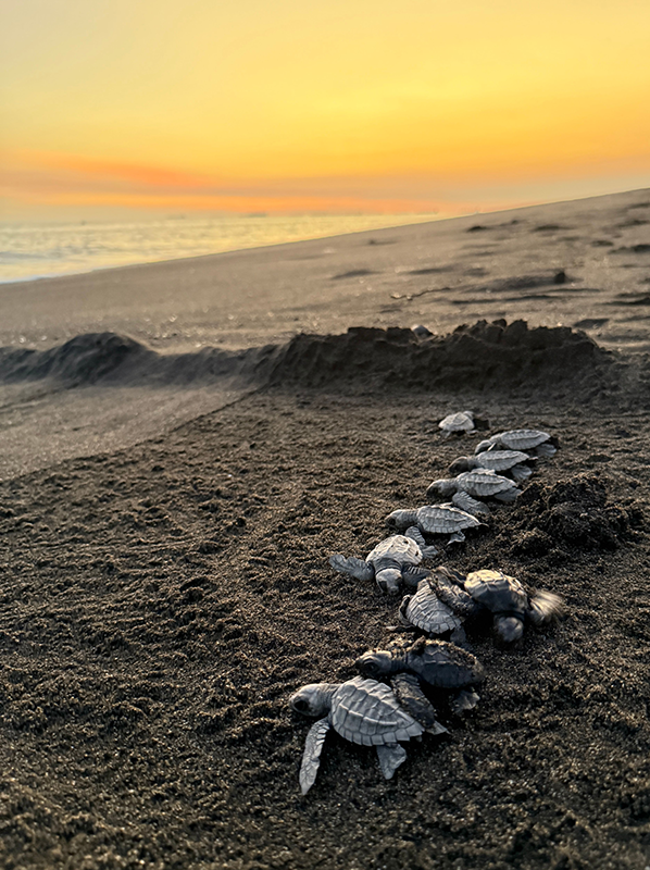 Turtle hatchlings crossing the sand towards the sea