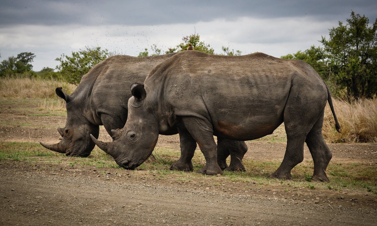 Rhinos at Kruger National Park Chillin