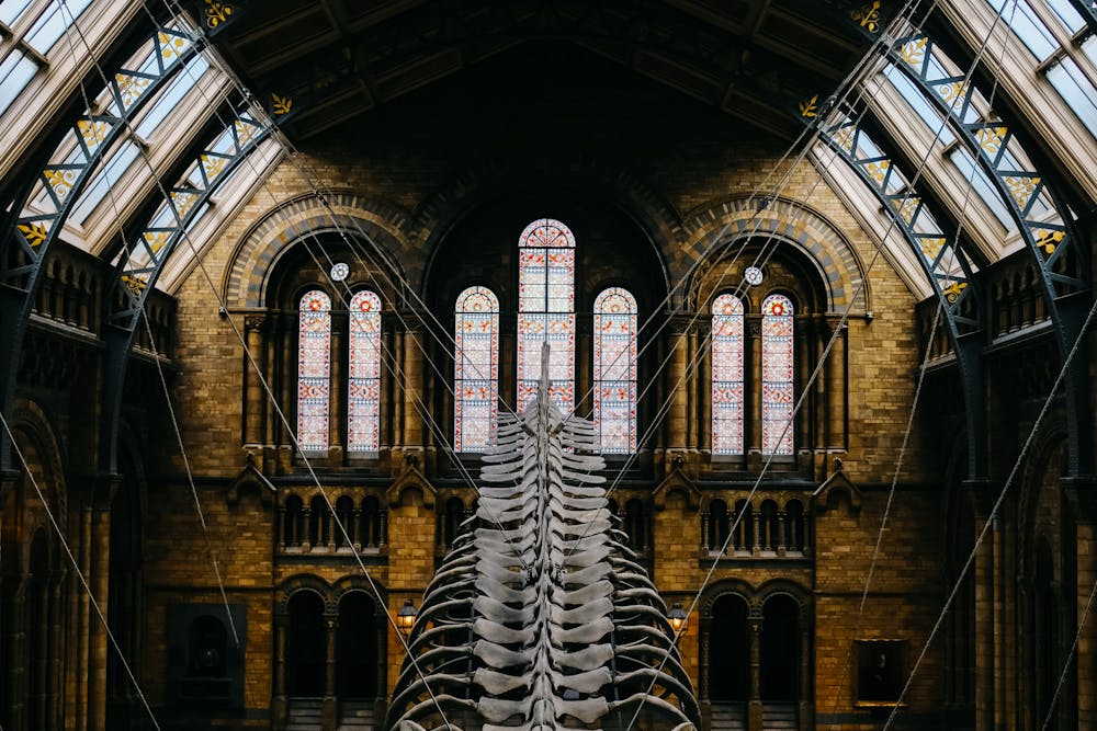 Natural History Museum Opening Hours